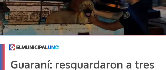 Guaraní: resguardaron a tres perros que deambulaban sueltos y localizaron a su propietario
