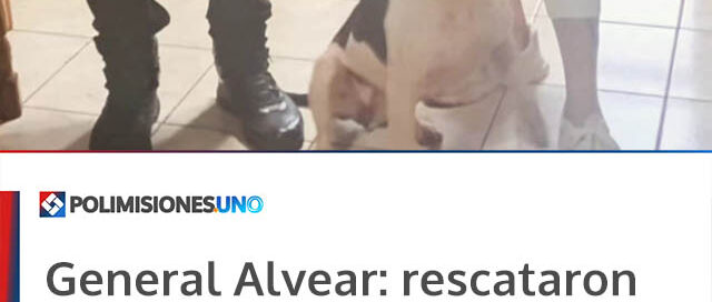 General Alvear: rescataron a una pitbull suelta y la devolvieron a su dueña tras un emotivo reencuentro