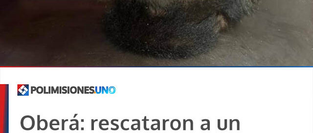 Oberá: rescataron a un mono caí que iba a ser vendido ilegalmente en la Terminal